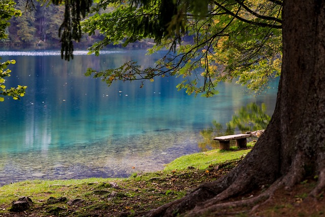 Old tree and empty bench overlooking a sparkling lake